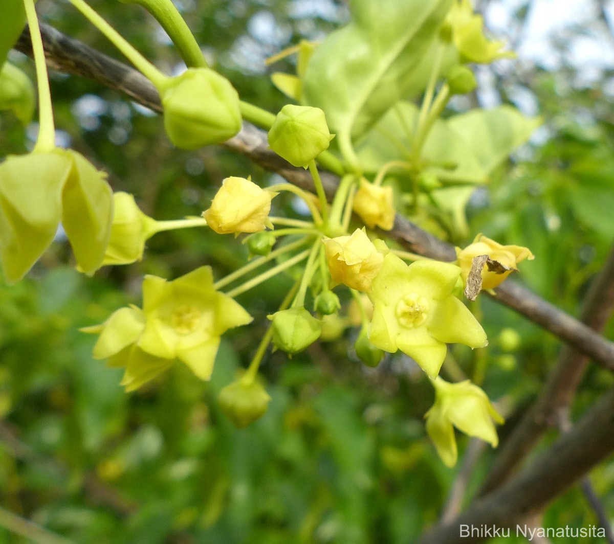 Vincetoxicum indicum (Burm.f.) Mabb.